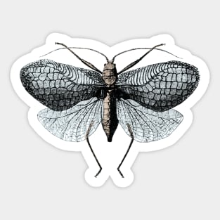 Flying Insect - Zoological Drawing Sticker